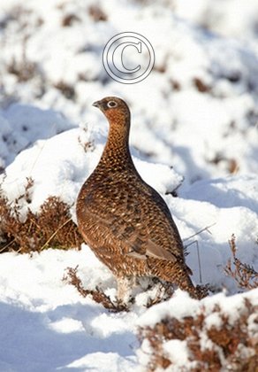 Red Grouse in the Snow